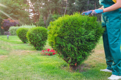 Taille de haie à Évry-Courcouronnes