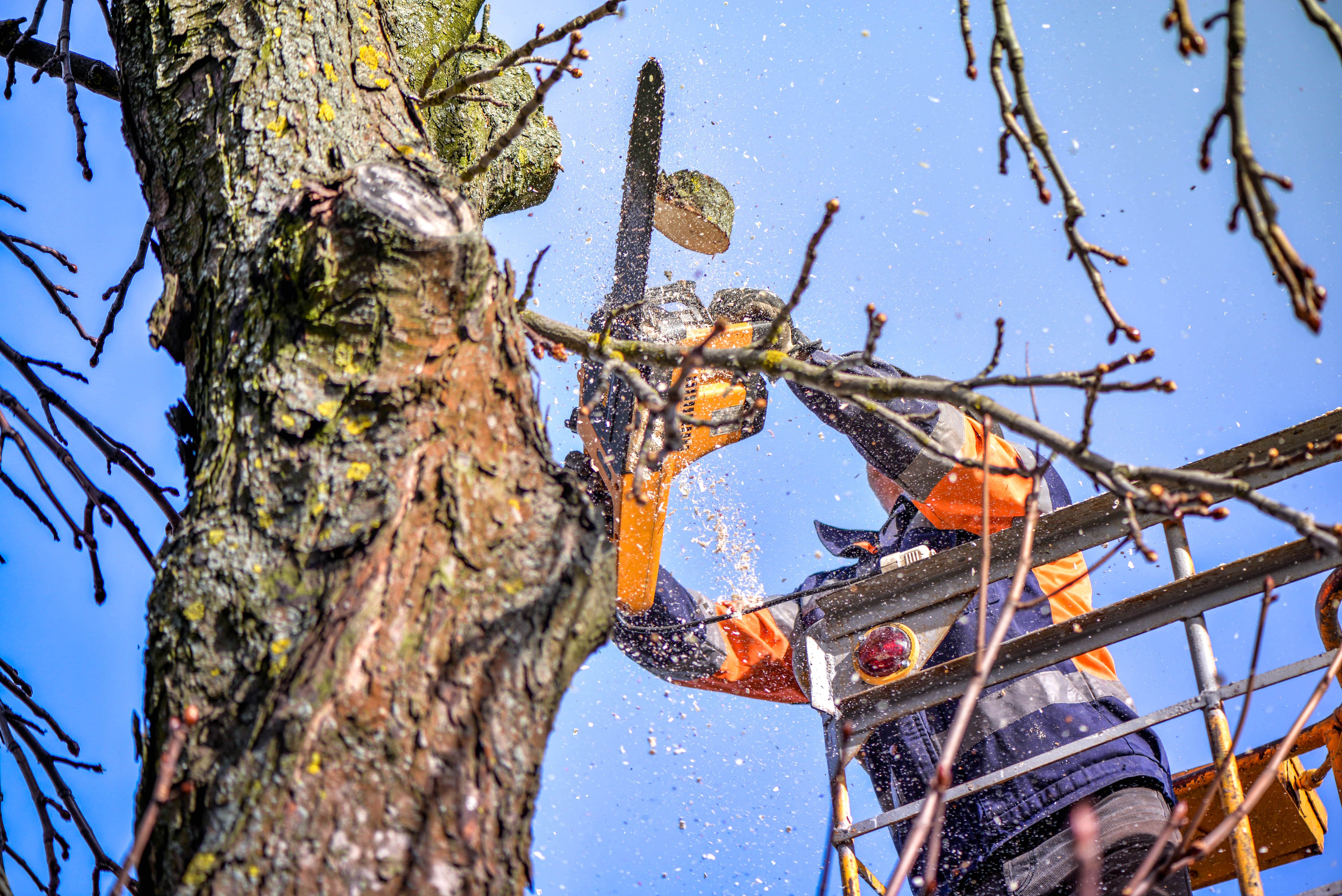 KEEP CLEAN -Taille d'arbres et d'arbustes à Baulne